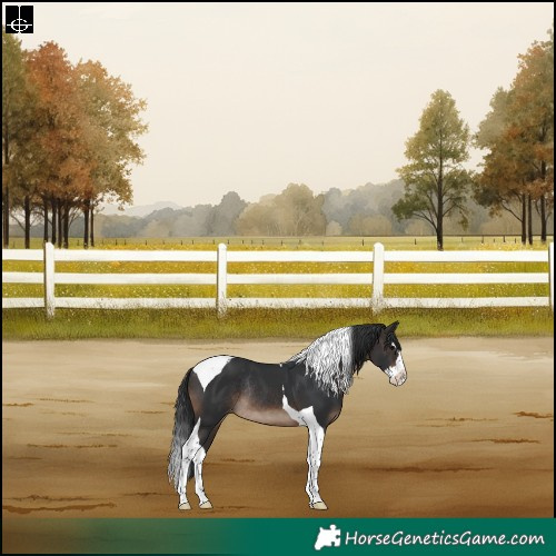 Horse Color:Brown Splash Tobiano Skewed Appaloosa Rabicano 