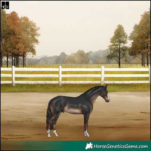 Horse Color:Liver Chestnut Rabicano 