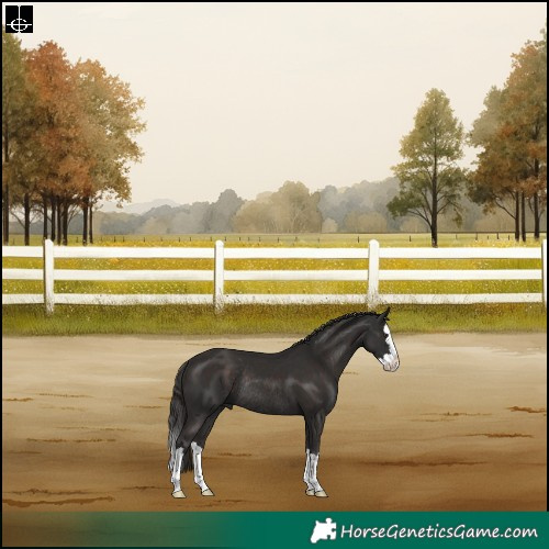 Horse Color:Liver Chestnut Splash Rabicano 