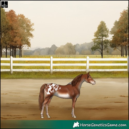 Horse Color:Chestnut Tobiano Appaloosa Rabicano