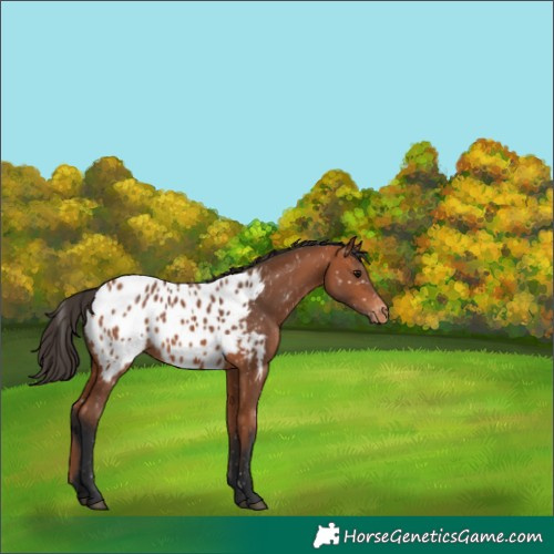 Horse Color:Bay Appaloosa