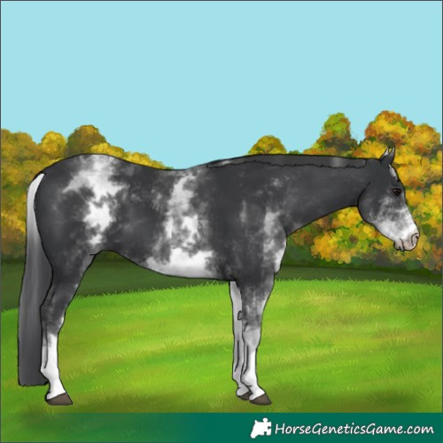Horse Color:White Spotted Black