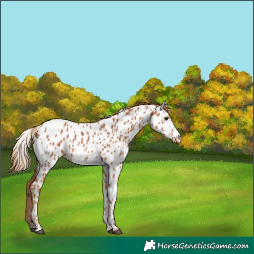 Horse Color:Chestnut Appaloosa