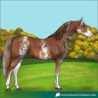 Horse Color:White Spotted Chestnut 