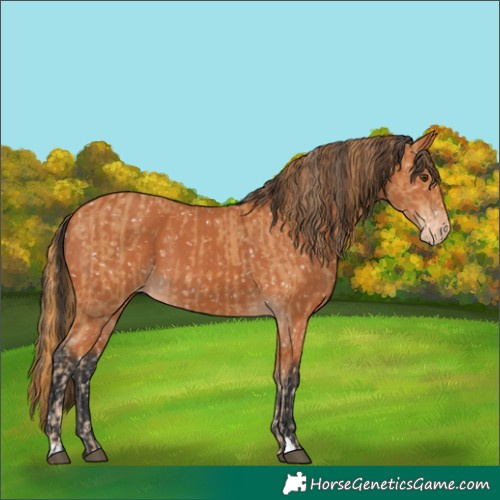 Horse Color:Chestnut Appaloosa  and Bay Appaloosa 