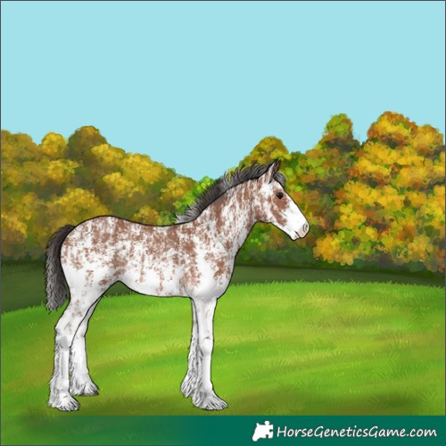 Horse Color:Bay Sabino Rabicano  and Bay Sabino Rabicano 