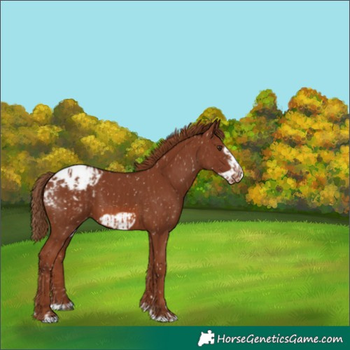Horse Color:Chestnut Appaloosa  and Chestnut Frame Appaloosa 