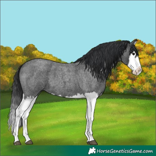 Horse Color:Blue Roan Splash 