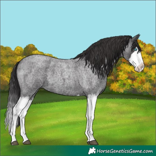 Horse Color:Smoky Blue Roan Splash