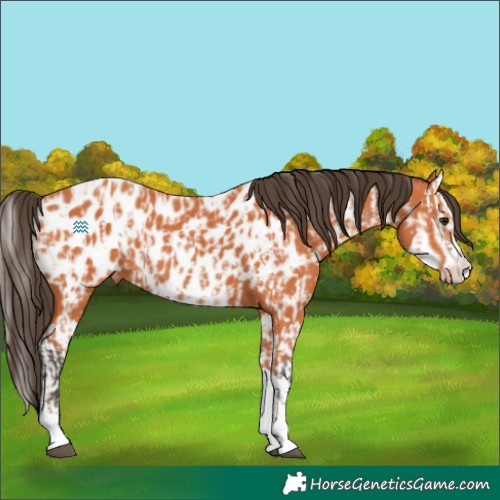Horse Color:Bay Near Leopard  and Bay Splash Near Leopard 