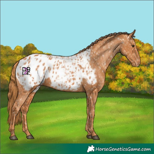 Horse Color:Chestnut Blanket  and Chestnut Blanket 