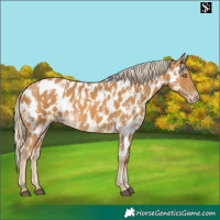 Horse Color:Palomino Near Leopard and Palomino Near Leopard Rabicano