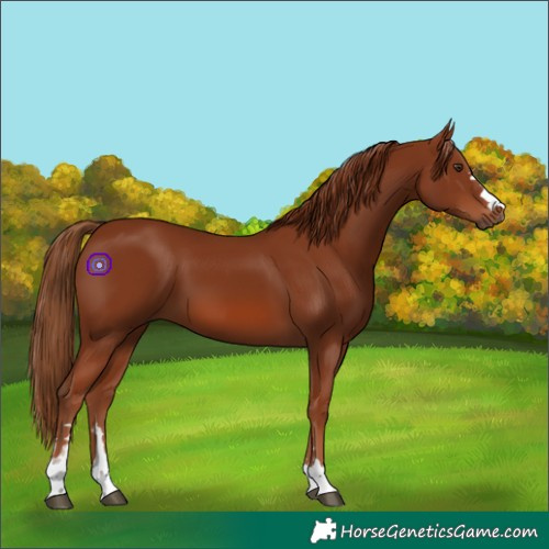 Horse Color:Chestnut 