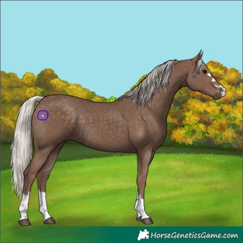 Horse Color:Silver Black