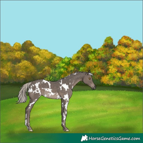 Horse Color:White Spotted Silver Black Rabicano 