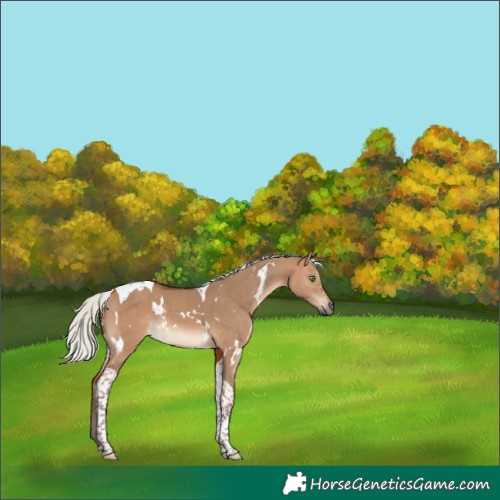 Horse Color:White Spotted Silver Bay Dun Tobiano