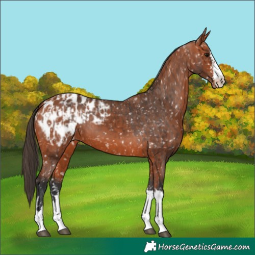 Horse Color:Bay Appaloosa  and Bay Appaloosa 