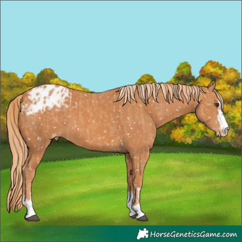 Horse Color:Chestnut Blanket and Chestnut Blanket