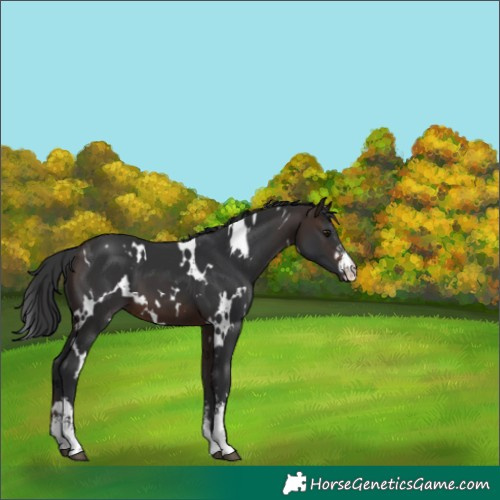 Horse Color:White Spotted Bay Sabino