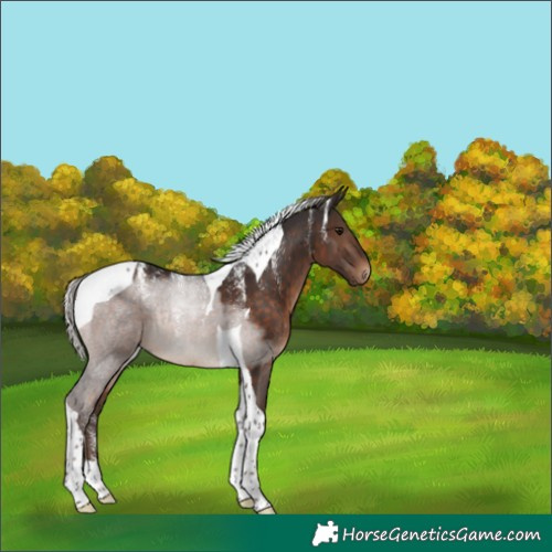 Horse Color:Powder White Silver Brown Tobiano 