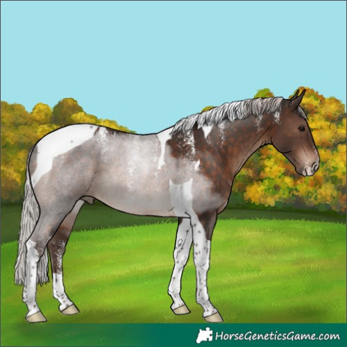 Horse Color:Powder White Silver Brown Tobiano