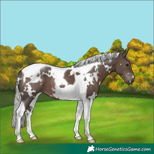 Horse Color:White Spotted Silver Black Tobiano 