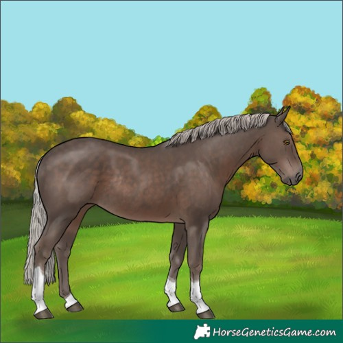 Horse Color:Silver Black Tobiano Rabicano