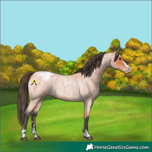 Horse Color:Bay Roan Snowflake Varnish  and Bay Roan Snowflake Varnish 