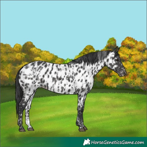 Horse Color:Black Near Leopard  and Black Near Leopard 