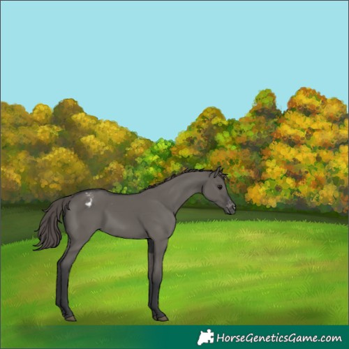 Horse Color:Grullo Appaloosa 