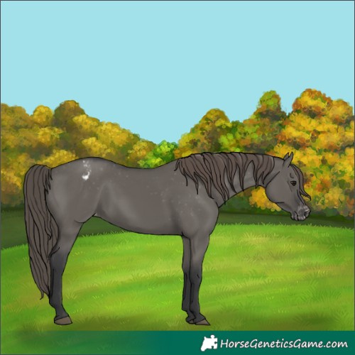 Horse Color:Grullo Varnish 