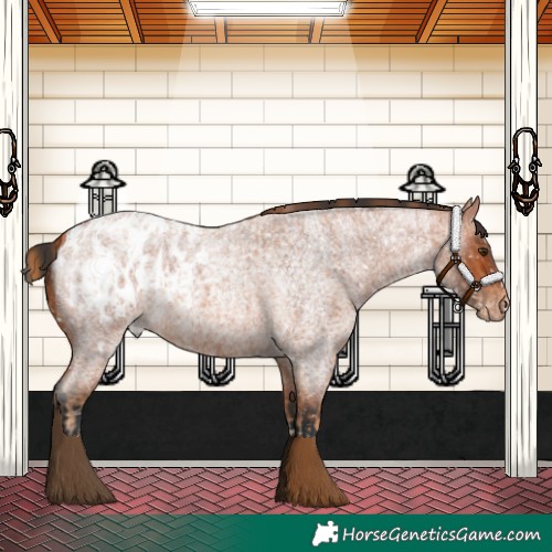 Horse Color:Red Roan Appaloosa and Bay Roan Appaloosa