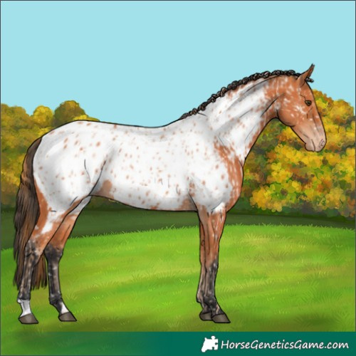 Horse Color:Chestnut Appaloosa and Bay Appaloosa