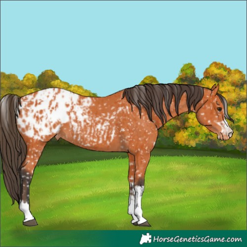 Horse Color:Bay Appaloosa and Bay Appaloosa