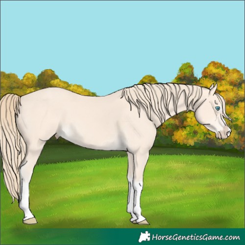 Horse Color:Perlino Splash  and Perlino Splash 
