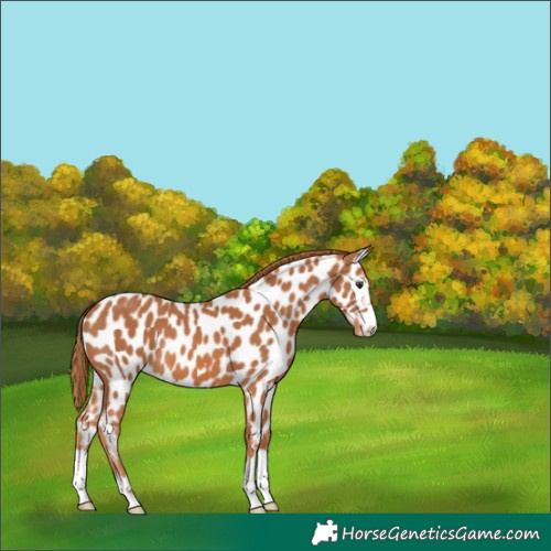 Horse Color:Chestnut Appaloosa