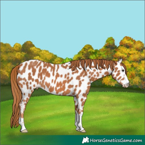 Horse Color:Chestnut Near Leopard 