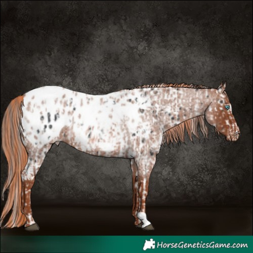 Horse Color:Black Splash Tobiano Near Leopard and Red Roan Blanket