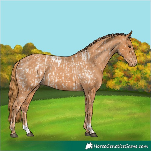 Horse Color:Chestnut Appaloosa  and Chestnut Appaloosa 