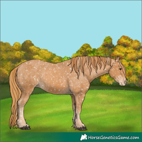 Horse Color:Unknown 
