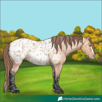 Horse Color:Bay Dun Appaloosa and Bay Dun Splash Appaloosa