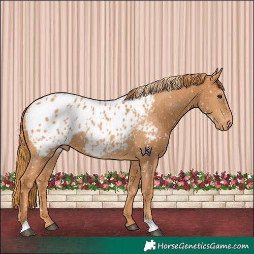 Horse Color:Chestnut Appaloosa  and Chestnut Appaloosa 