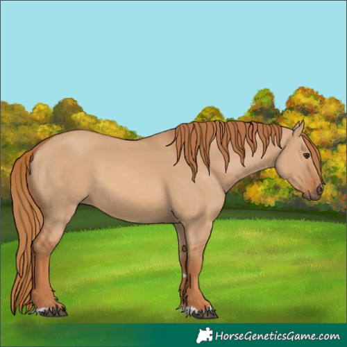 Horse Color:Red Dun