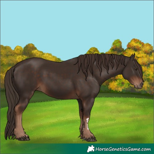 Horse Color:Liver Chestnut