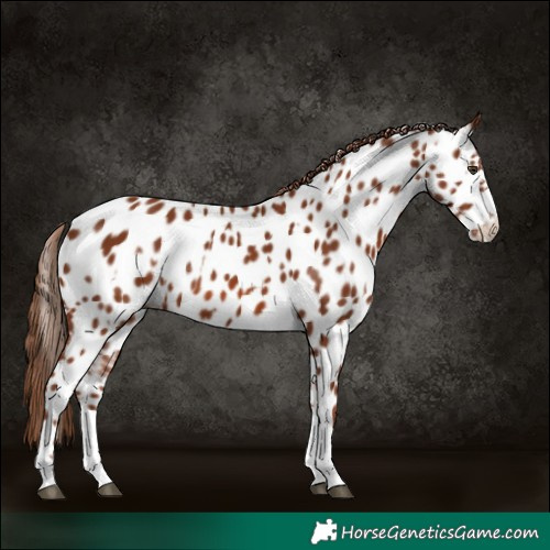 Horse Color:Chestnut Appaloosa  and Chestnut Appaloosa 