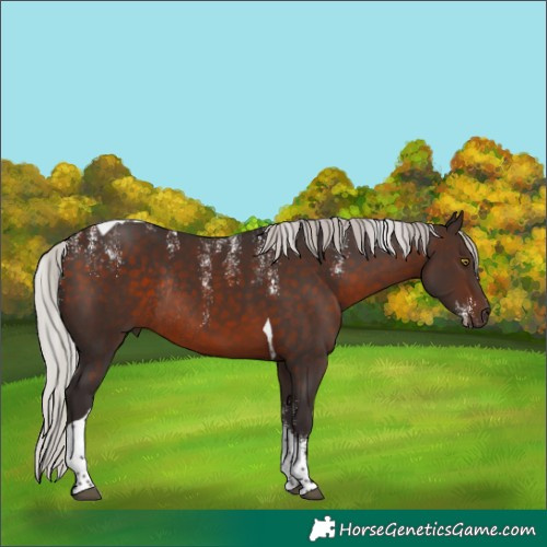 Horse Color:Powder White Silver Brown Tobiano Rabicano 