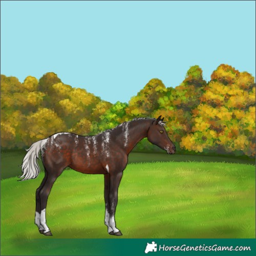 Horse Color:Powder White Silver Brown Tobiano Rabicano 