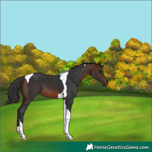 Horse Color:Bay Tobiano 