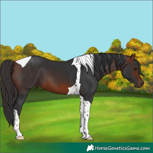 Horse Color:Bay Tobiano 