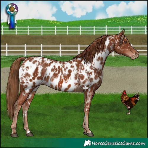 Horse Color:Chestnut Appaloosa and Chestnut Appaloosa